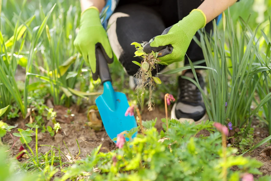 Een van de belangrijkste taken bij het onderhoud van uw tuin is het snoeien en onderhouden van uw planten